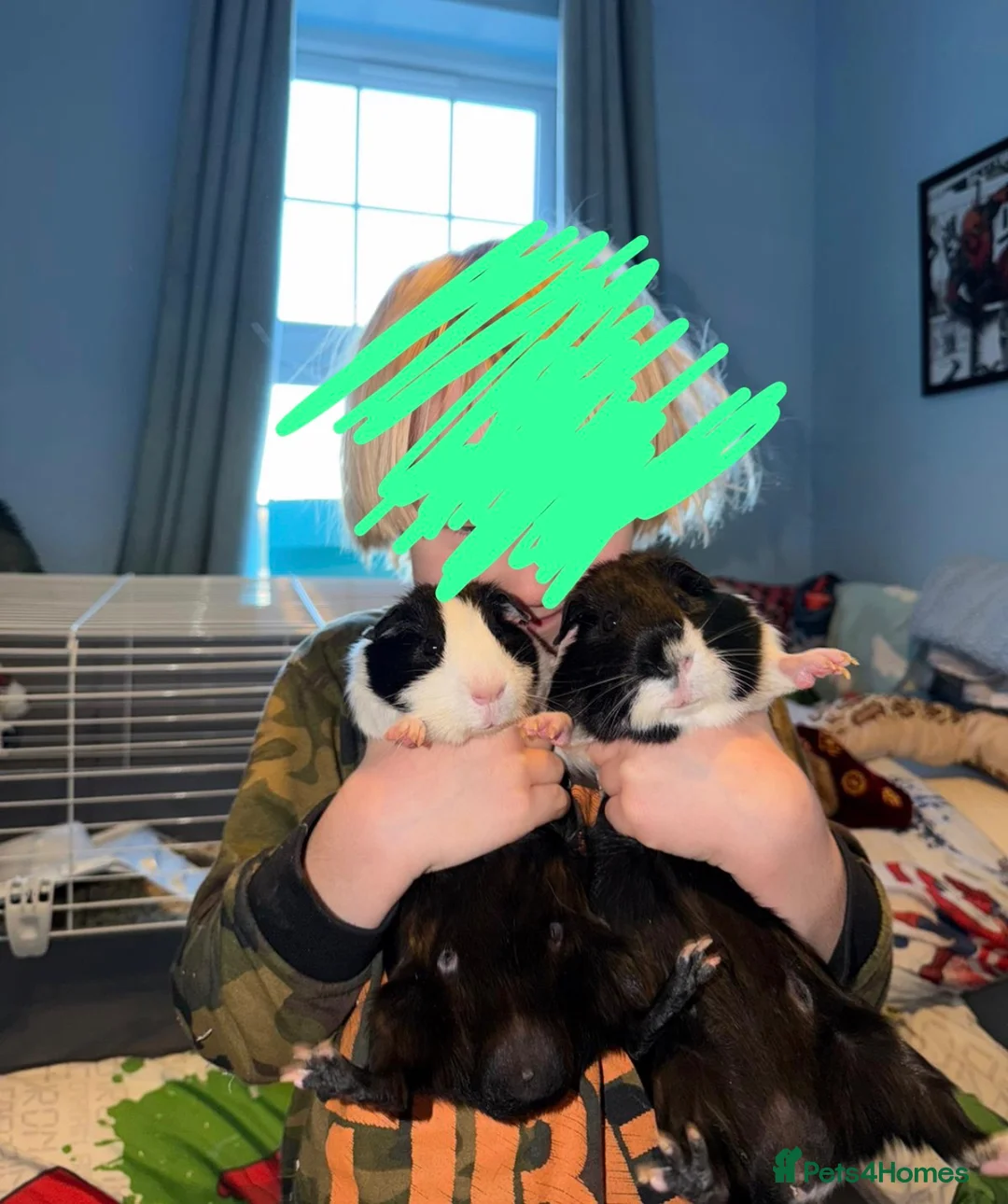 Guinea Pig rodents for sale: 2 male guinea pigs (father and son) FREE in Maidstone - Advert 6