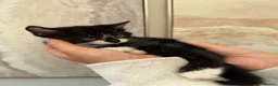 Mixed Breed cats for sale: Beautiful black & white kittens for sale  - Advert 17