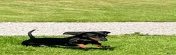 Miniature Dachshund dogs for sale: 🐾exceptional KC REGISTERED PRA clear  - Advert 3