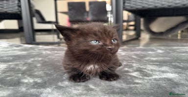 Munchkin cats - Advert 10