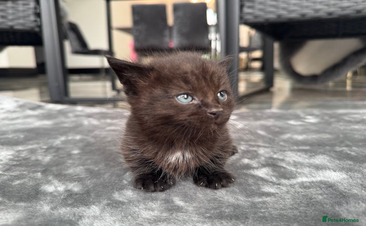 Munchkin cats - Advert 1
