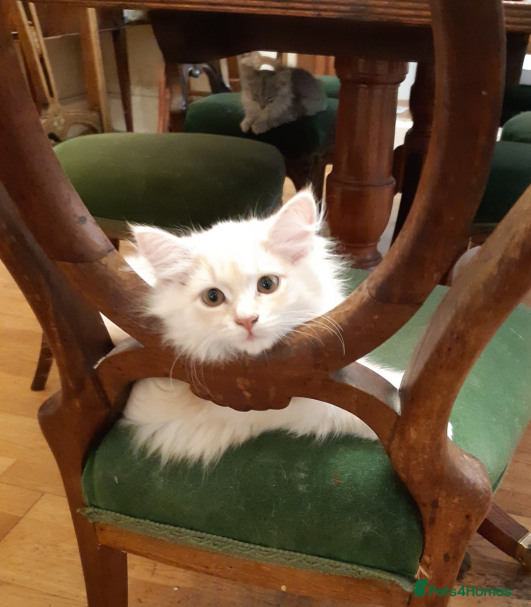 Siberian cats for sale: Three Beautiful Blond Siberian Kittens - Image 4