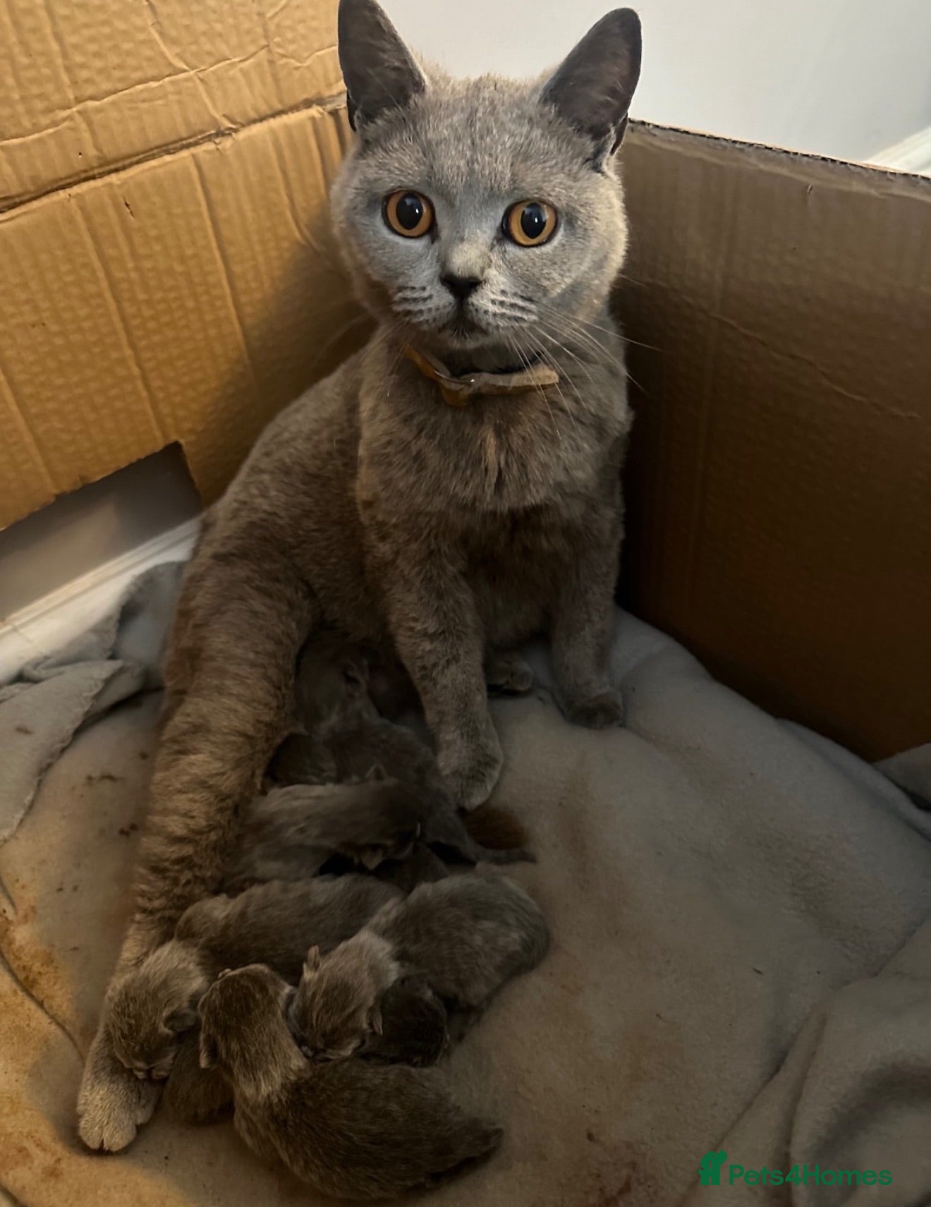 British Shorthair cats British shorthair (blue)  - Advert 2