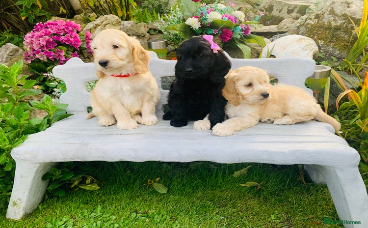 Cockapoo dogs - Advert 3