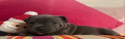 Staffordshire Bull Terrier dogs for sale: KC Blue Staffordshire Bull Terrier Puppies SOLD - Advert 31