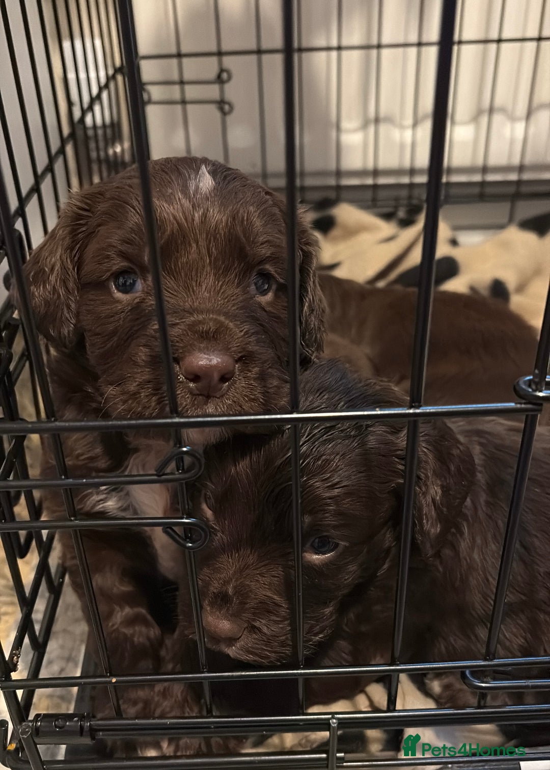 Cocker Spaniel dogs for sale: Stunning Show X Working cocker spaniels  - Advert 6