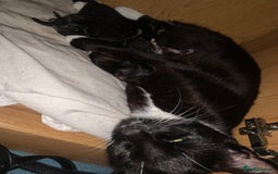 Mixed Breed cats for sale: Have four male kittens for sale  - Image 5