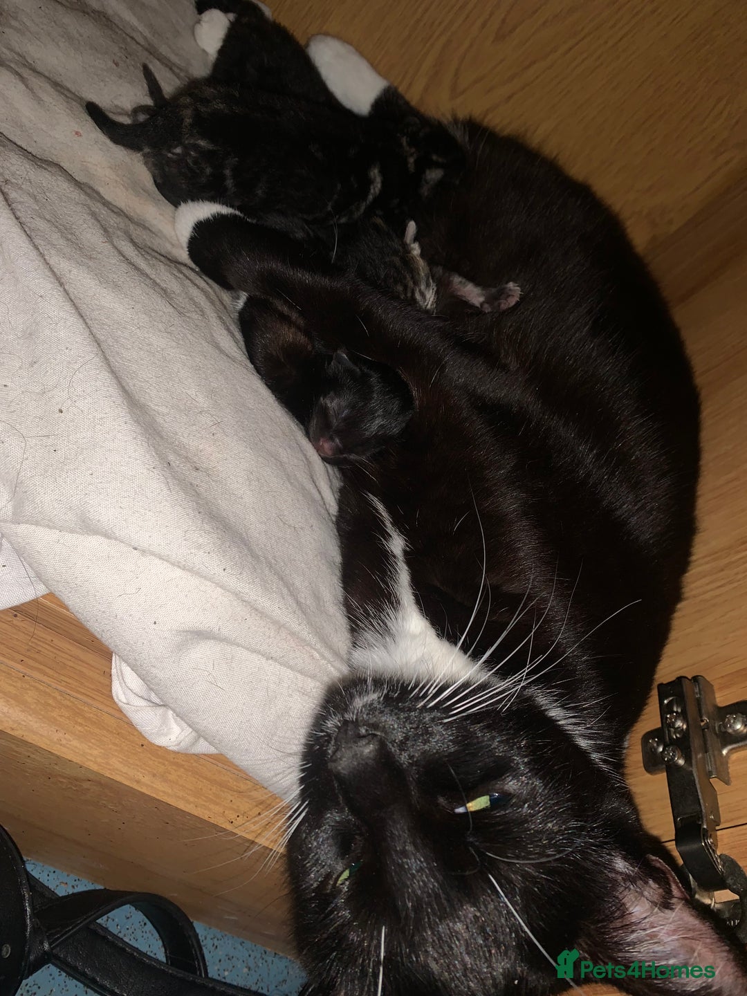 Mixed Breed cats for sale: Have four male kittens for sale  - Image 5