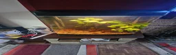 Plecos fish for sale: Male bristlenose plecs in Tadley - Advert 9