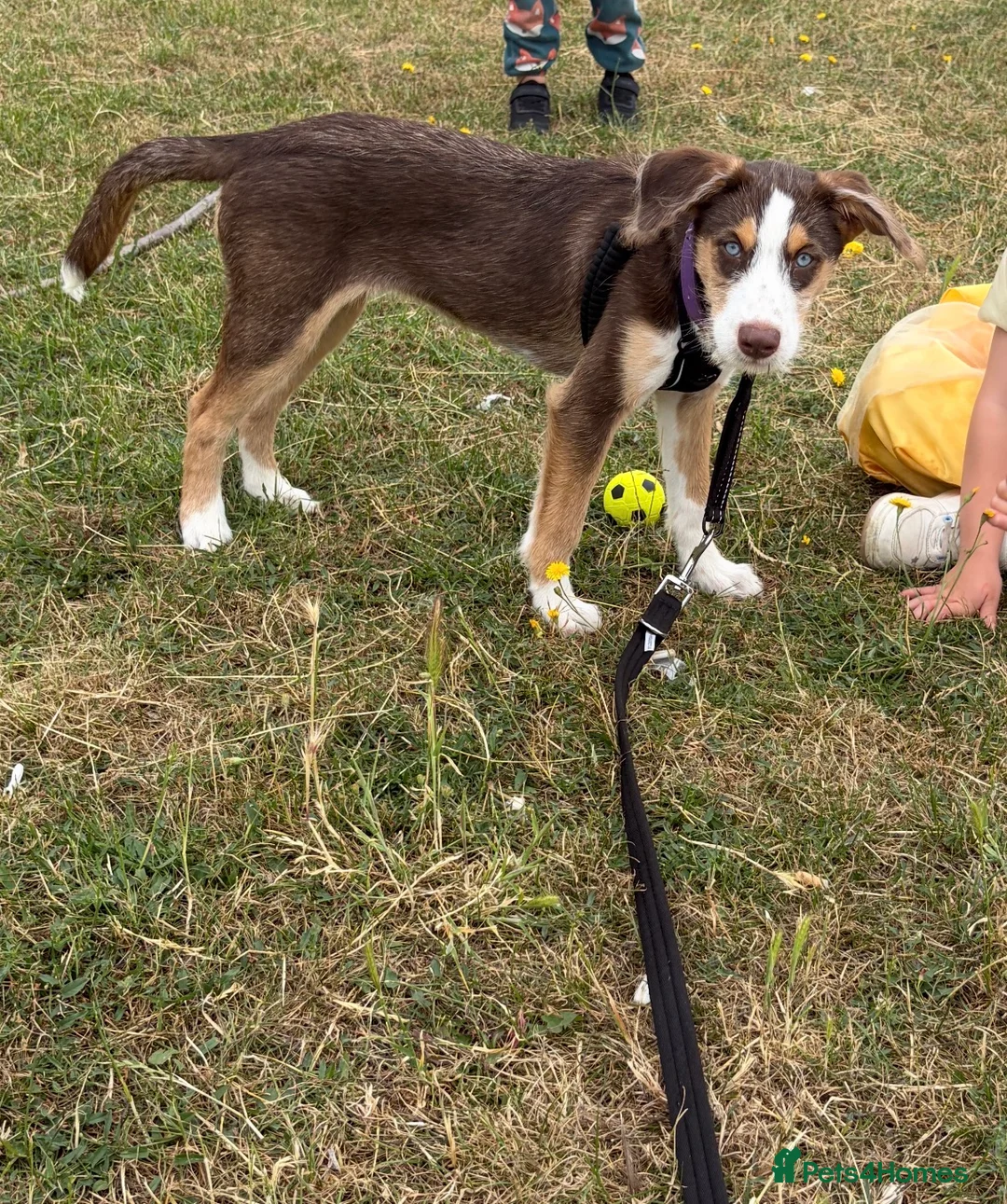 Mixed Breed dogs for sale: Labradoodle x Husky  - Advert 2