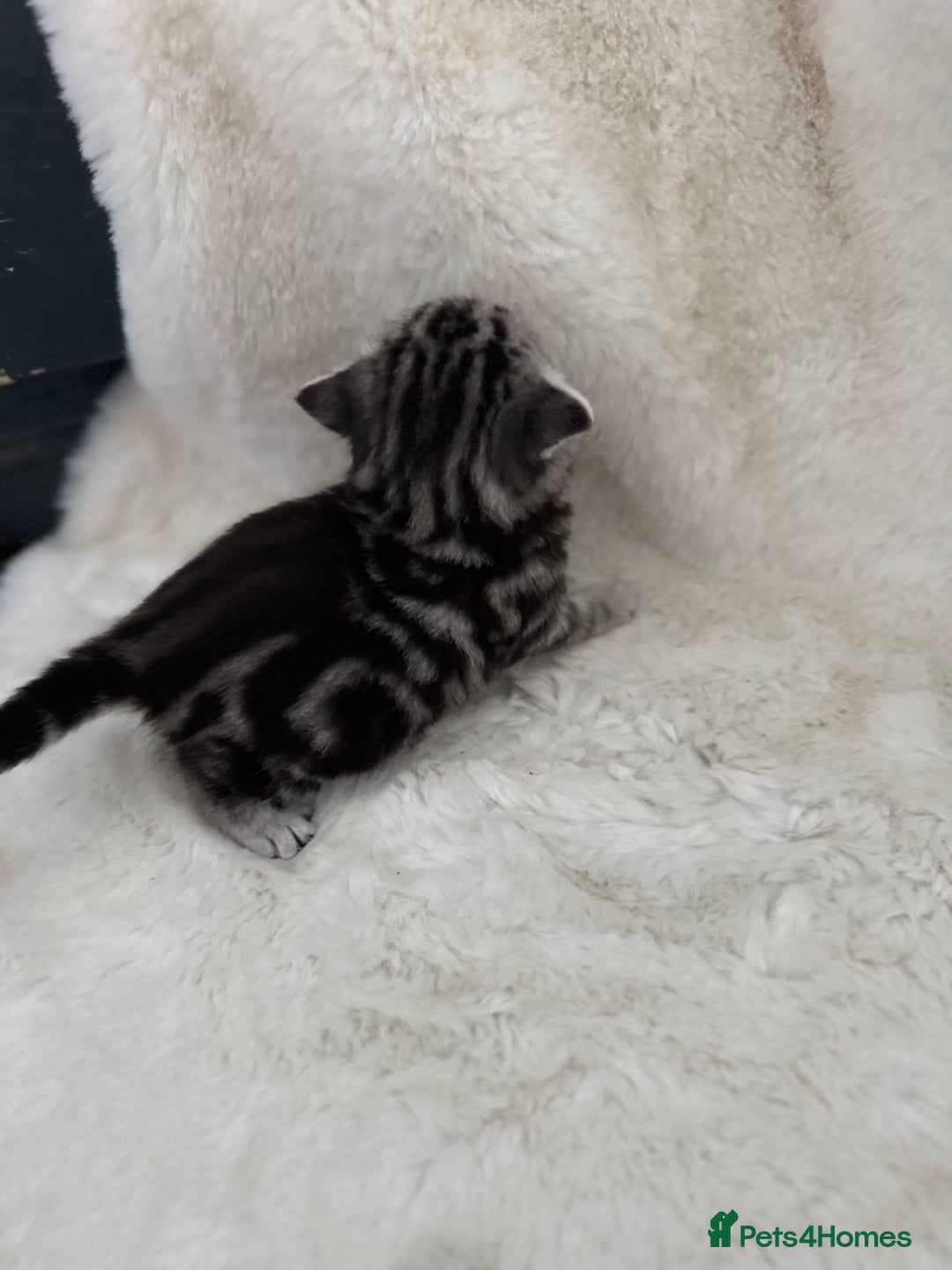 British Shorthair cats for sale: GCCF British shorthair silver tabby kittens  - Image 4