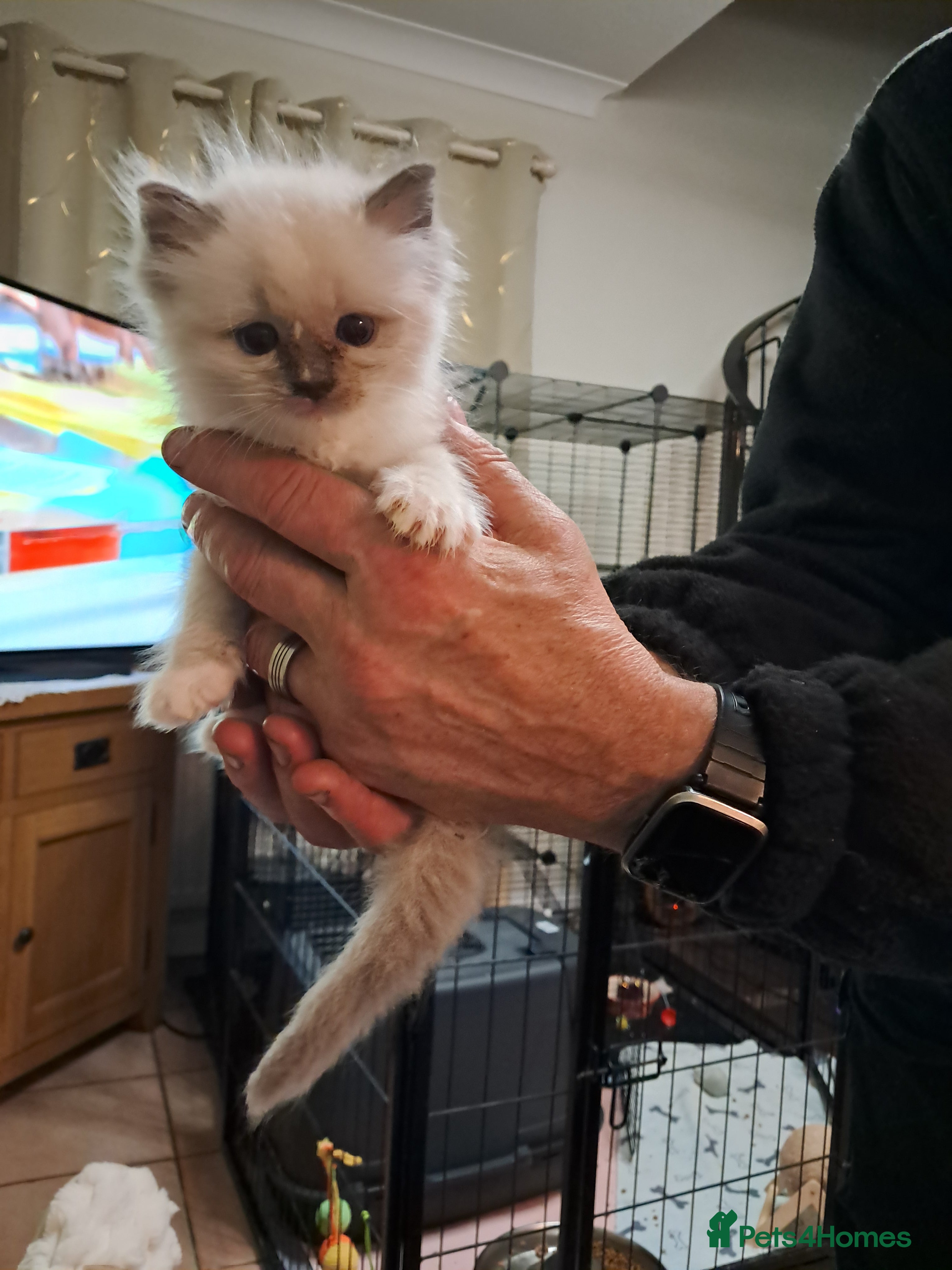 Ragdoll cats Adorable GCCF Ragdoll kittens - Advert 17