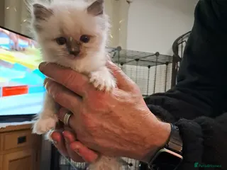 Ragdoll cats Adorable GCCF Ragdoll kittens - Advert 17