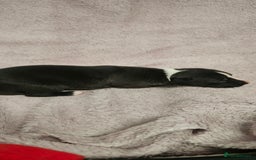 Whippet dogs for sale: KC HEART AND HEALTH TESTED WHIPPETS - Image 33