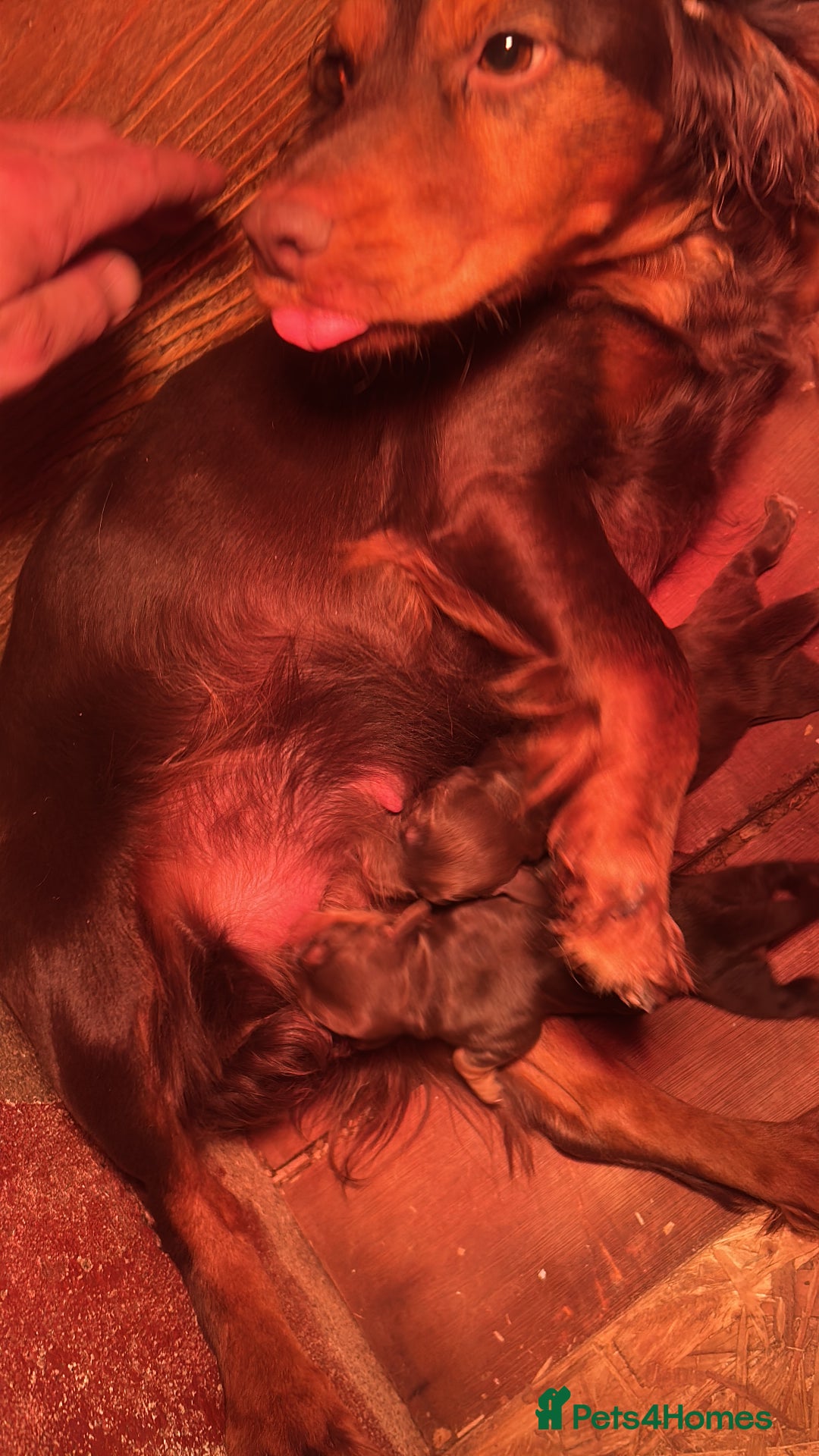 Cocker Spaniel dogs for sale: Choc and tan working cockers  - Advert 5