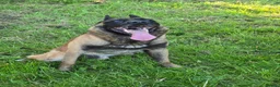 Belgian Shepherd Dog dogs for stud: CHANCE MR3 Vice Champion PSA2 at STUD - Advert 19