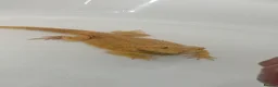 Bearded Dragon reptiles for sale: Citrus bearded dragon  - Advert 4