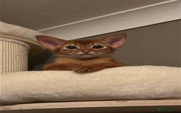 Abyssinian cats for sale: TICA champion line Abyssinian kittens  - Image 36