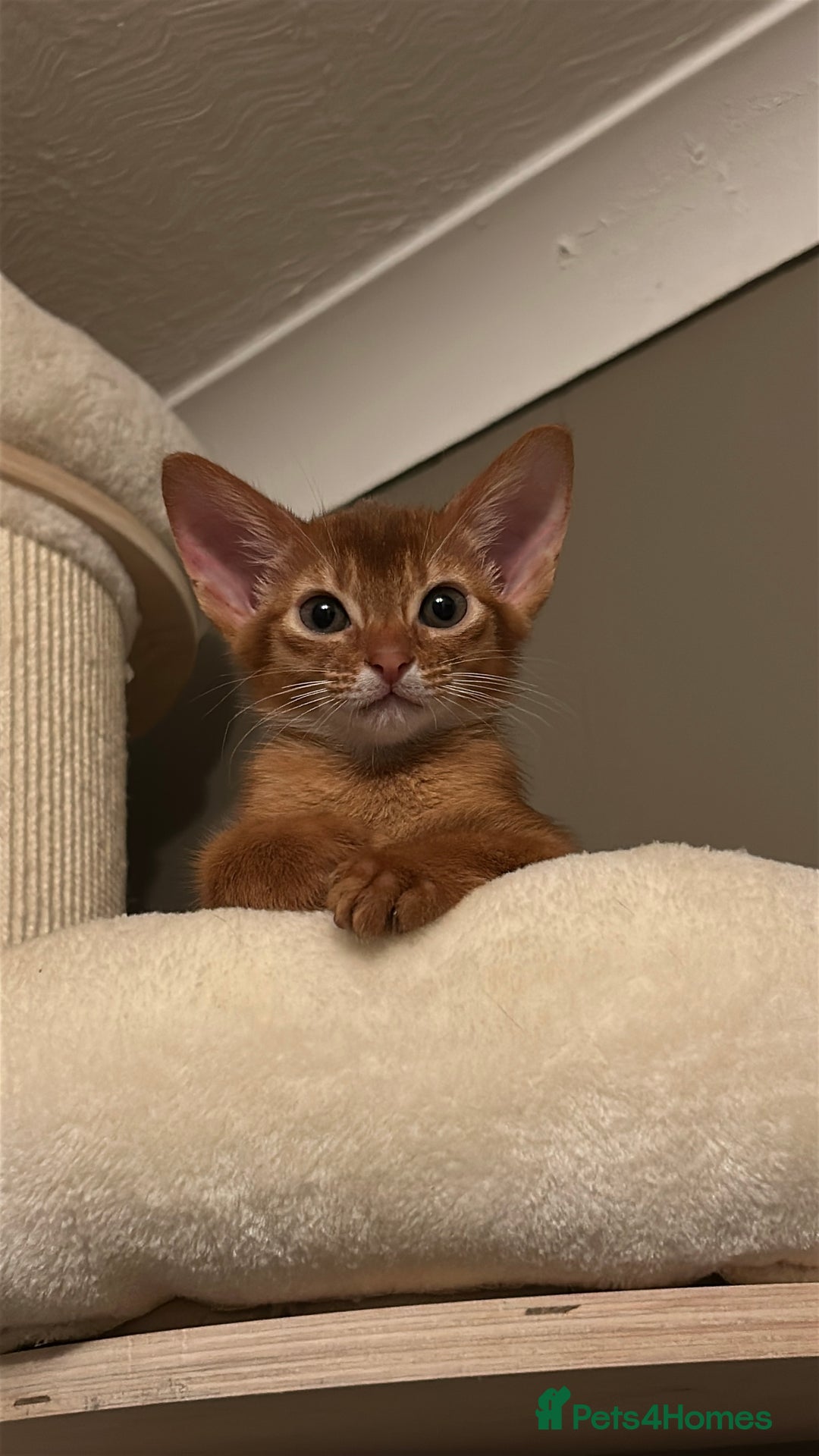 Abyssinian cats for sale: TICA champion line Abyssinian kittens  - Image 36
