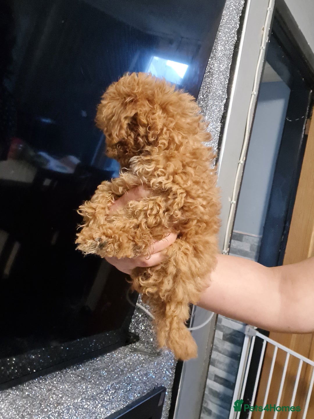 Toy Poodle dogs for sale: Tiny kc Russian background toy poodle poppies  - Image 34