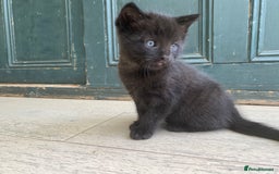 Mixed Breed cats for sale: Four beautiful little kittens - Image 37