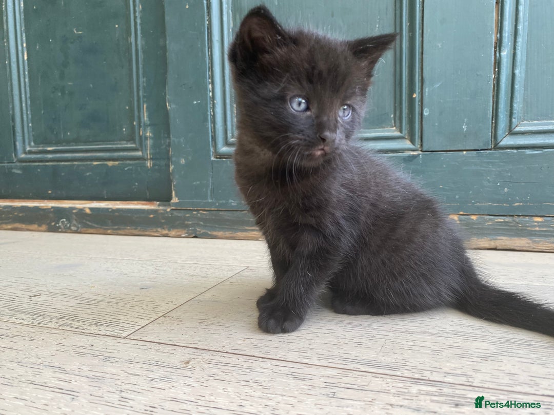 Mixed Breed cats for sale: Four beautiful little kittens - Image 37
