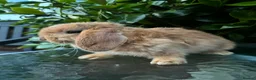 Mini Lop rabbits for sale: Mini lop, holland lop, netherland dwarf - Advert 17