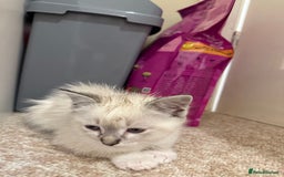 Ragdoll cats for sale: Ragdoll kitten  - Image 9
