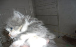 Mixed Breed cats for sale: 5 Beautiful kittens for sale  - Image 12