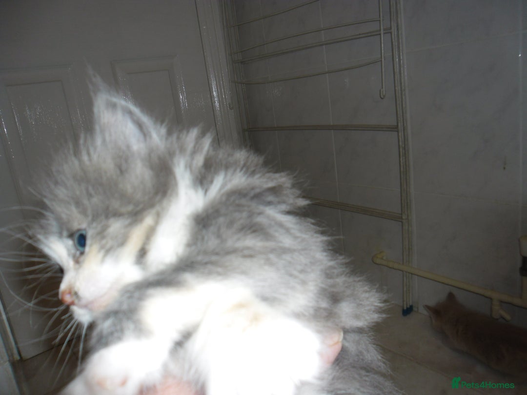 Mixed Breed cats for sale: 5 Beautiful kittens for sale  - Image 12