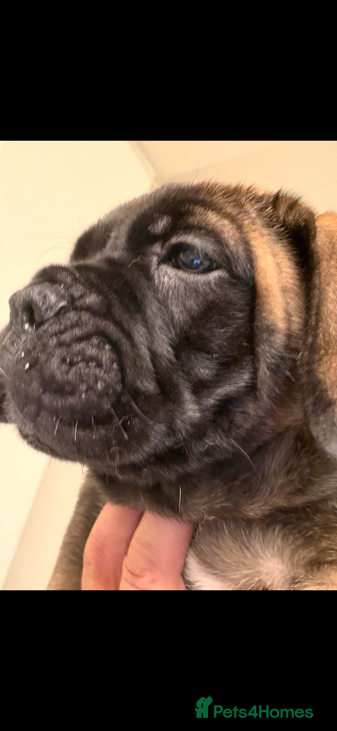 Bullmastiff dogs Bullmastiff bitch puppy - Advert 1