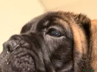 Bullmastiff dogs Bullmastiff bitch puppy - Advert 1