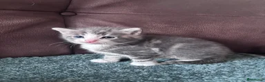 Kitten 2 grey tabby