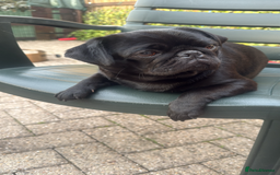 Pug dogs for sale: Pug 3yrs old  - Image 2