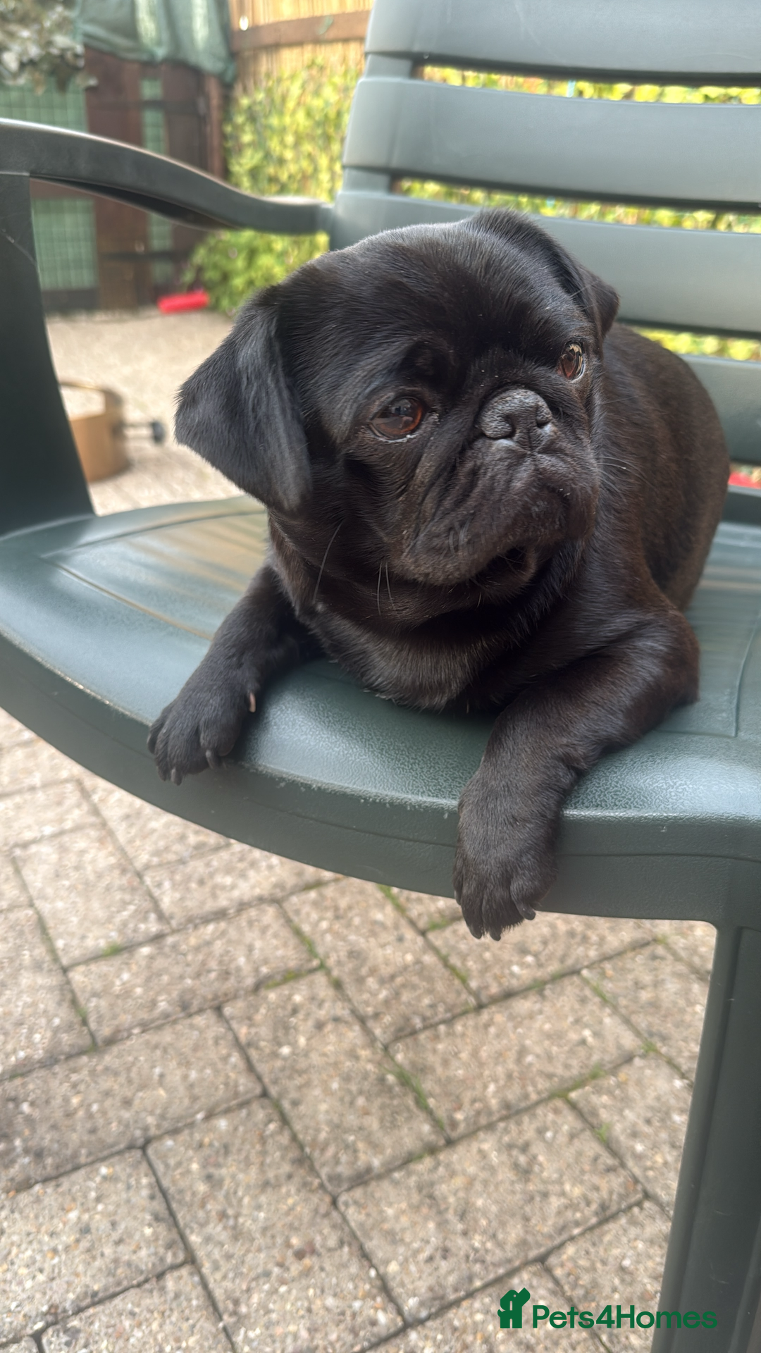 Pug dogs for sale: Pug 3yrs old  - Image 2