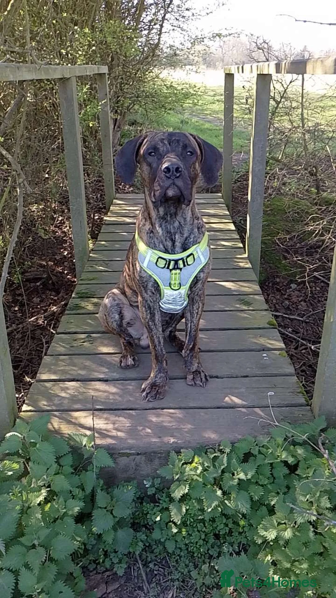 Presa Canario dogs for sale: Presa Canario  - Advert 4