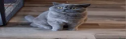 British Shorthair cats for sale: BRITISH SHORTHAIR  - Advert 1