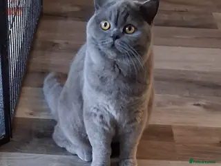 British Shorthair cats for sale: BRITISH SHORTHAIR - Advert 1
