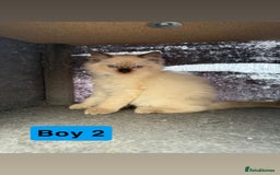 Ragdoll cats for sale: *stunning* litter of 7 ragdoll kittens  - Image 11