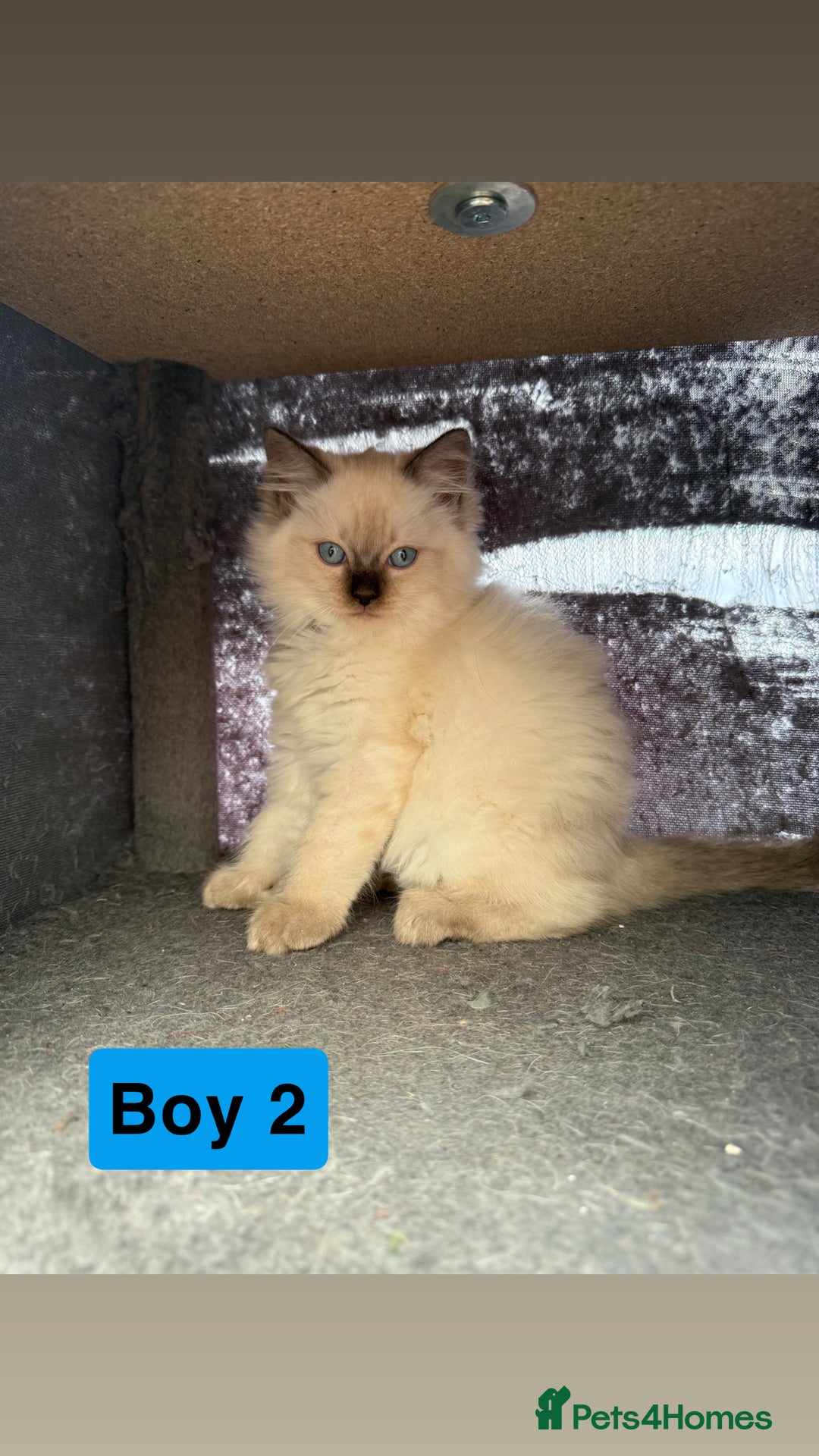 Ragdoll cats for sale: *stunning* litter of 7 ragdoll kittens  - Image 11