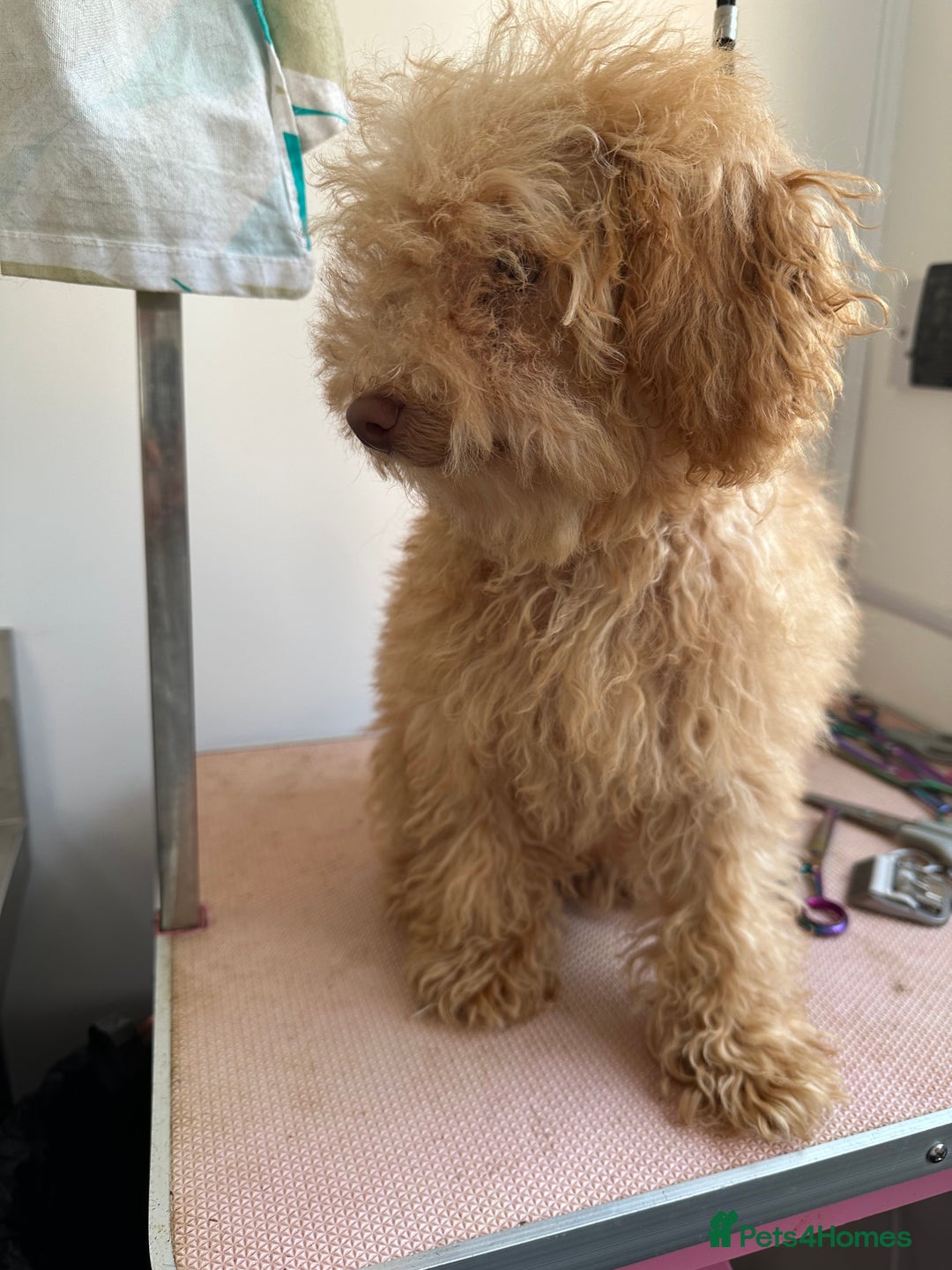 Toy Poodle dogs for sale: Toy poodle girl - Image 6