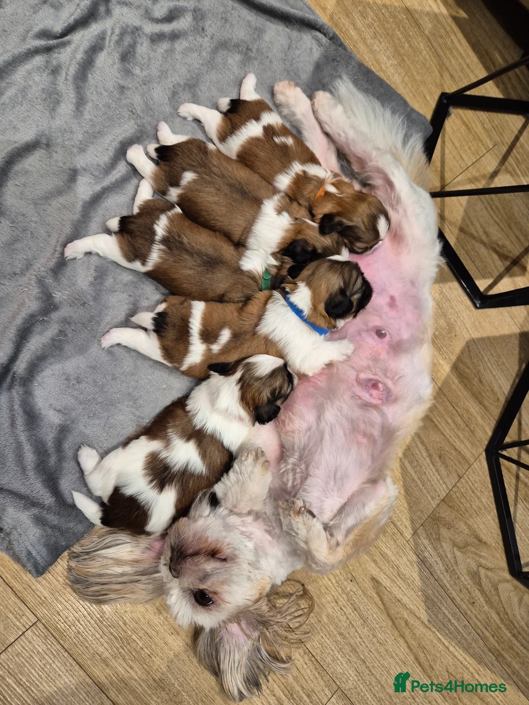 Shih Tzu dogs for sale: KC Registered Shih Tzu Puppies - Home Raised - Advert 30