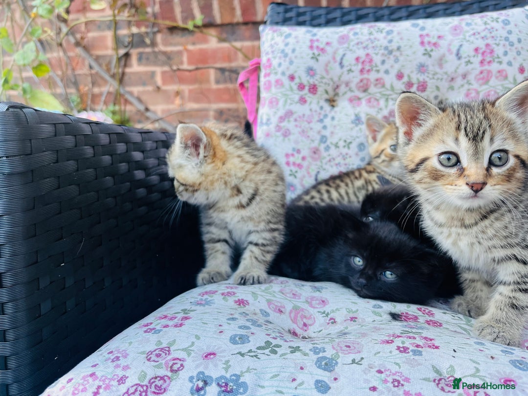 British Shorthair cats for sale: Beautiful fluffy kittens ready in 2 weeks  - Image 7