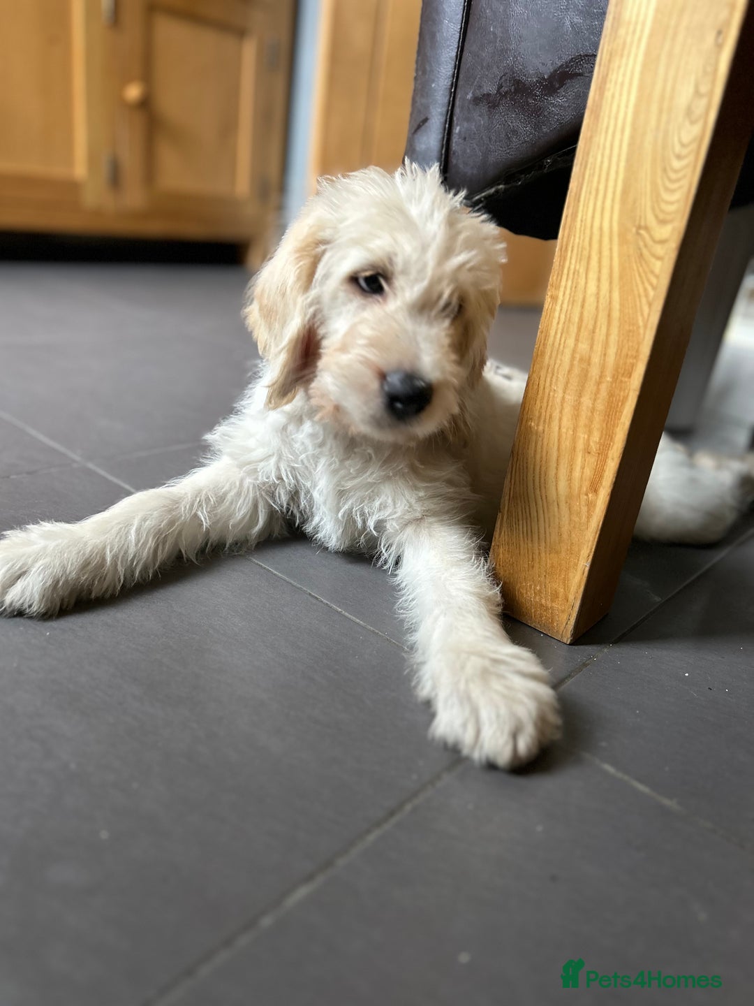 Labradoodle dogs for sale: Gorgeous labradoodle puppy  - Image 10