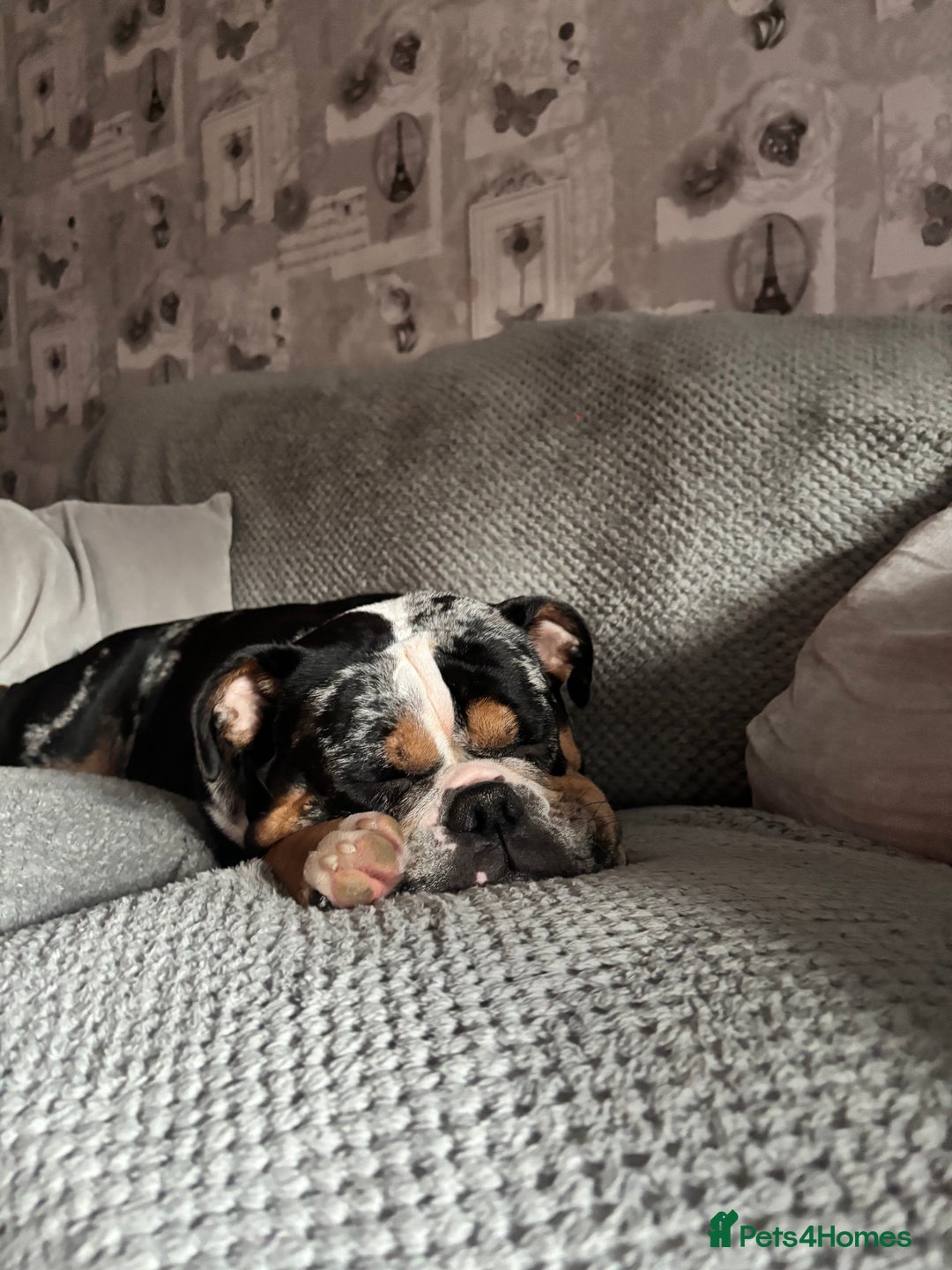 Mixed Breed dogs for sale: Old Tyme English Bulldog  - Advert 4