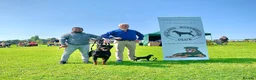 Rottweiler dogs for sale: BEAUTIFUL ROTTWEILER PUPPIES FULL KC SHOW QUALITY  in Liverpool - Advert 7