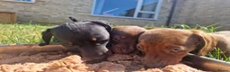 Miniature Dachshund dogs for sale: Miniature chocolate dapple black tan dachshund - Advert 16