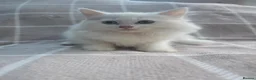Munchkin cats for sale: Beautiful Munchkin Kittens – TICA Registered Dad - Advert 12