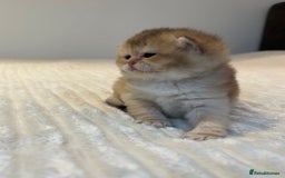 British Shorthair cats for sale: TICA Reg Beautiful Golden & Golden Tabby Bsh  - Image 22