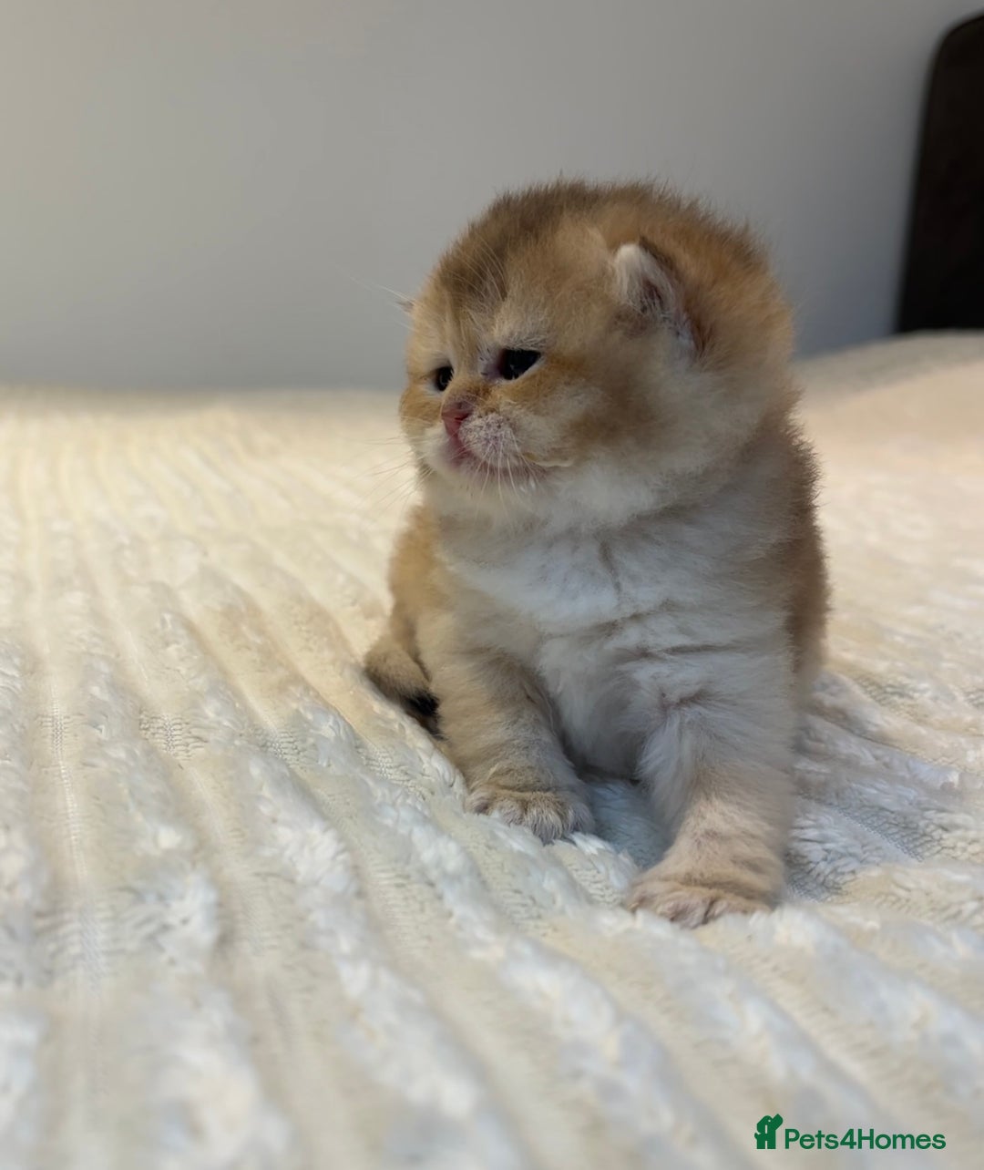 British Shorthair cats for sale: TICA Reg Beautiful Golden & Golden Tabby Bsh  - Image 22